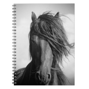 Carnet Friesian stallion in the wind.