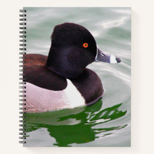 Carnet Fuligule à collier