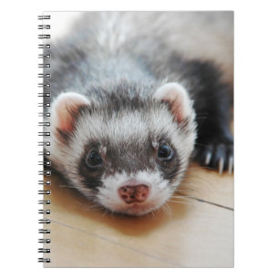 Carnet Furet de sable