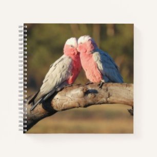 Carnet Galahs roses