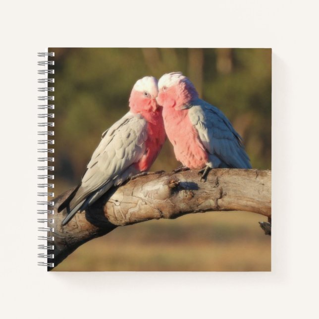Carnet Galahs roses (Devant)