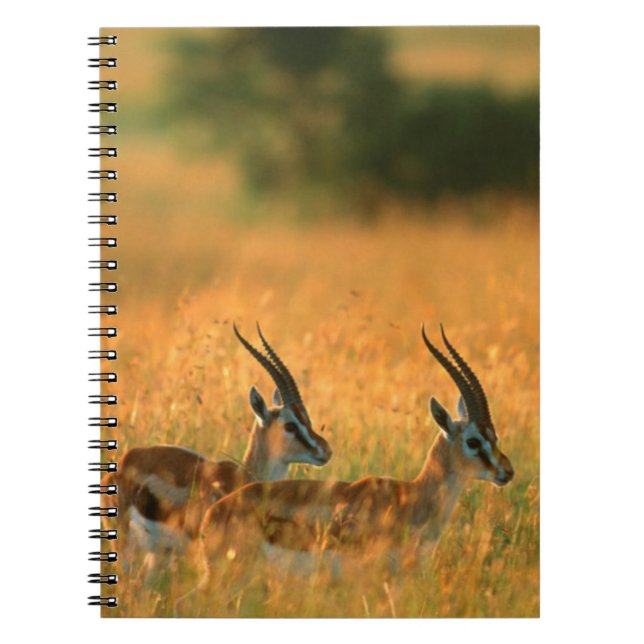 Carnet Gazelle de Thomson (Gazella Thomsonii) à l'aube (Devant)
