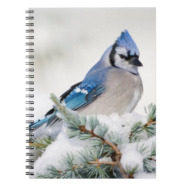 Carnet Geai bleu dans un cèdre de l'Atlas bleu (Devant)