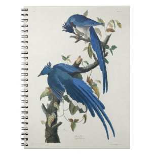 Carnet Geai de Columbia d'Audubon Geai à gorge noire