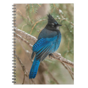 Carnet Geai de Steller dans un arbre
