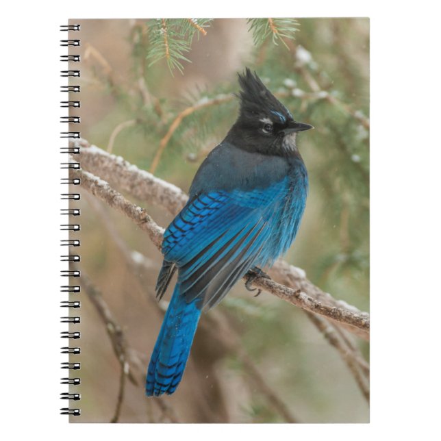 Carnet Geai de Steller dans un arbre (Devant)
