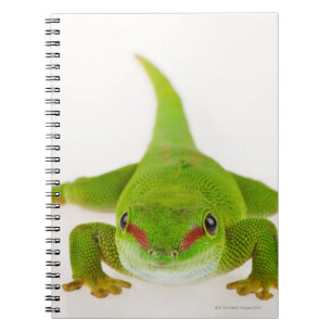 Carnet Gecko de jour du Madagascar (madagascariensis de