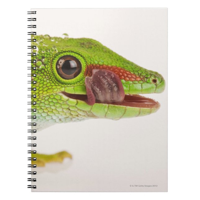 Carnet Gecko de Madagascar (Phelsuma madagascariensis) (Devant)