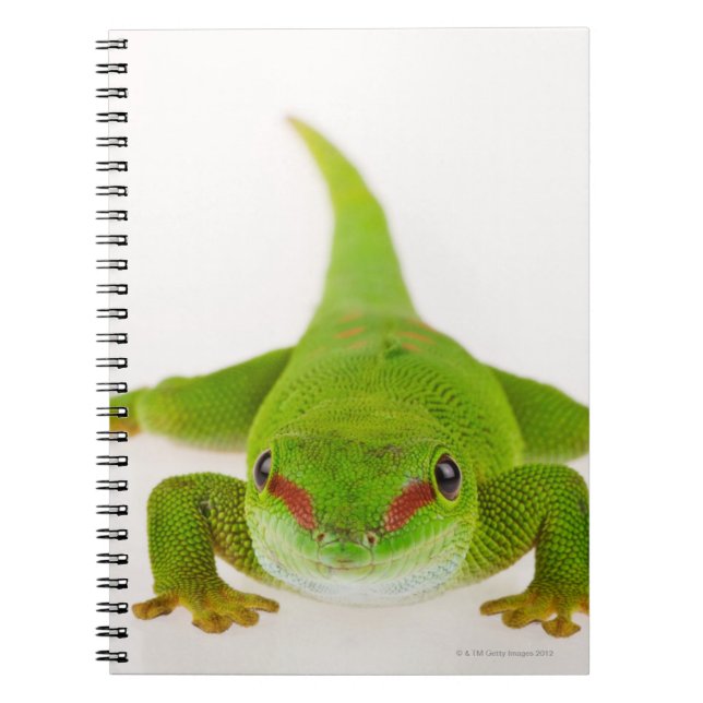 Carnet Gecko de Madagascar (Phelsuma madagascariensis) (Devant)