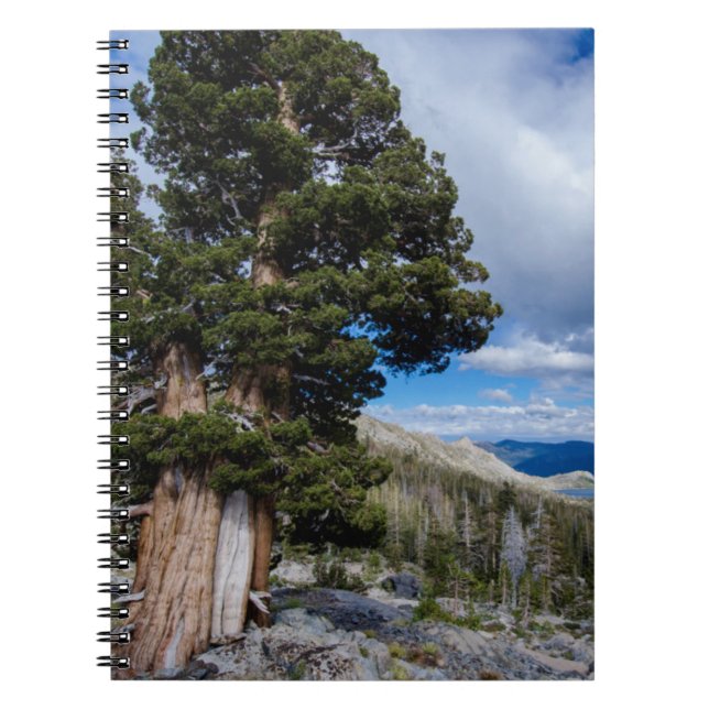 Carnet Genévrier de la Sierra et arbres à feuilles persis (Devant)