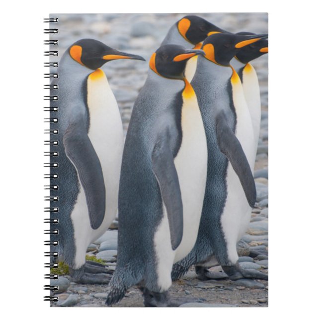 Carnet Géorgie du Sud. Manchots royaux (Devant)