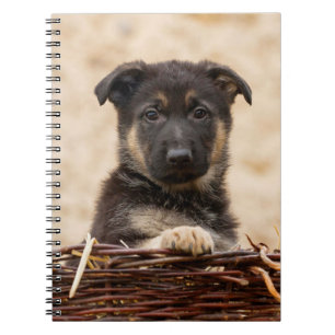 Carnet German Shepherd Puppy In Basket
