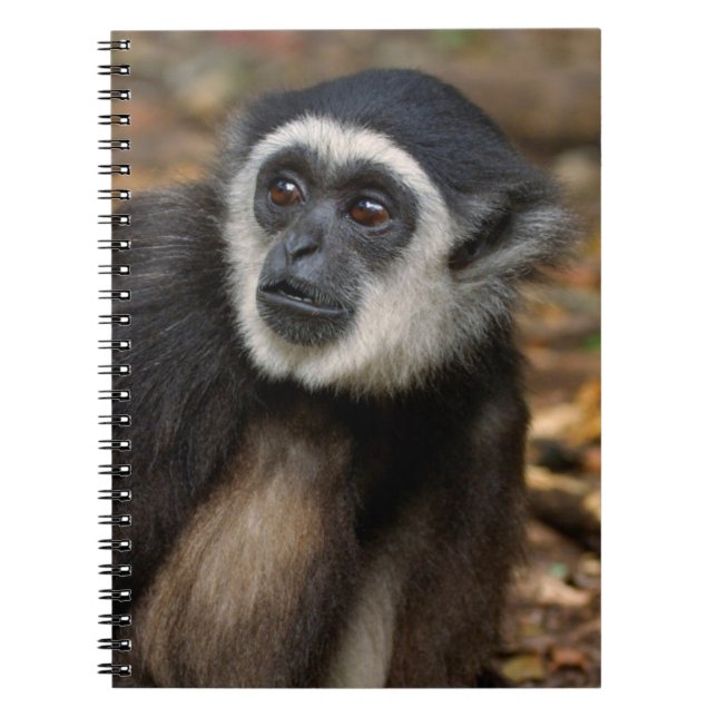 Carnet Gibbon à mains blanches (Hylobates Lar), Monkeylan (Devant)
