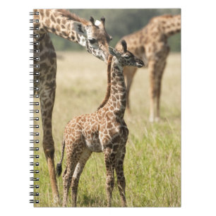 Carnet girafes de masaï, Giraffa camelopardalis 2