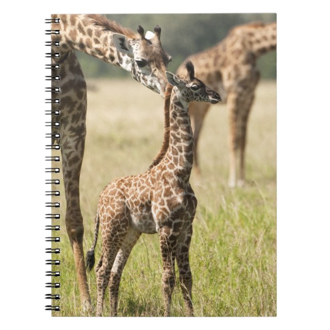 Carnet girafes de masaï, Giraffa camelopardalis 2 (Devant)