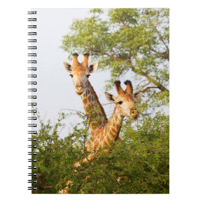 Carnet Girafes dépassant de la végétation (Devant)