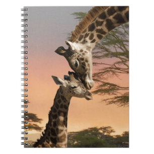 Carnet Girafes se saluant