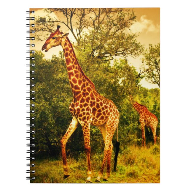 Carnet Girafes sud-africaines (Devant)