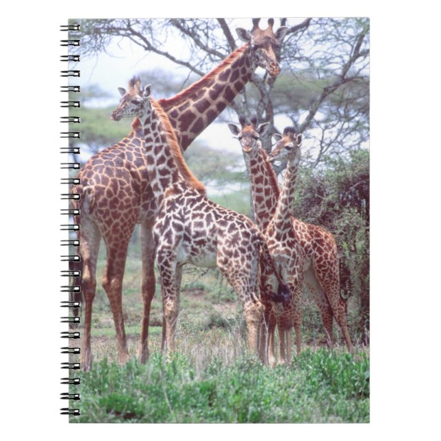Carnet Giraffa Group ou Herd avec Young, Giraffa (Devant)