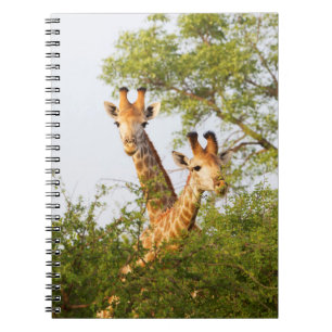 Carnet Giraffes Pékin au-dessus de la végétation