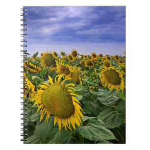 Carnet Gisements de tournesol de la Californie