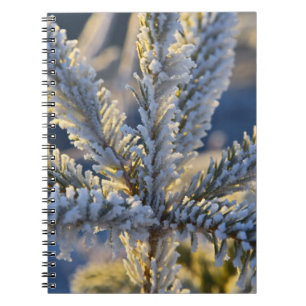 Carnet Givre sur un conifère, Homer, Alaska