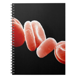Carnet Globules rouges