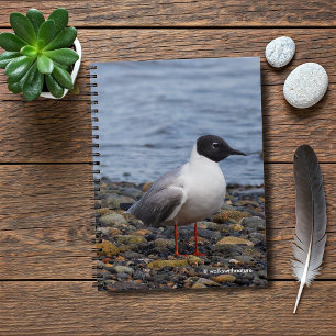Carnet Goéland de Bonaparte à la plage