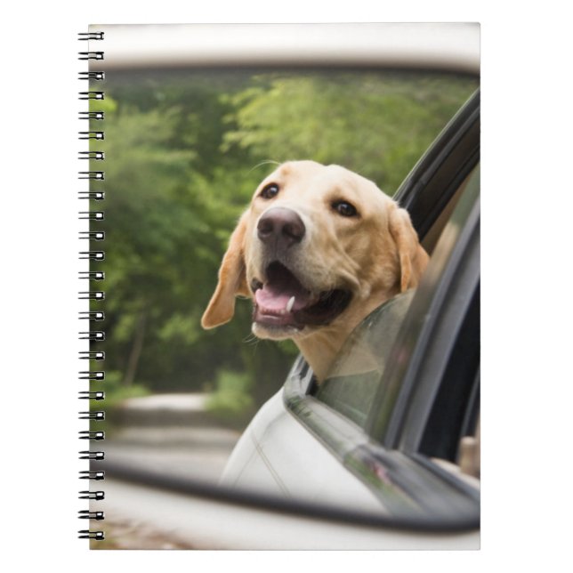 Carnet Golden Labrador En Réarview Mirror (Devant)