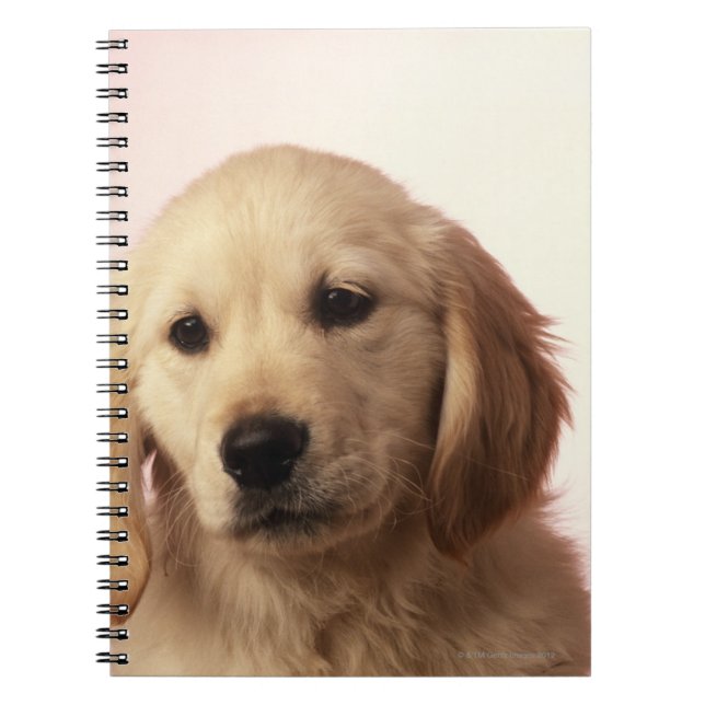 Carnet Golden retriever (Devant)