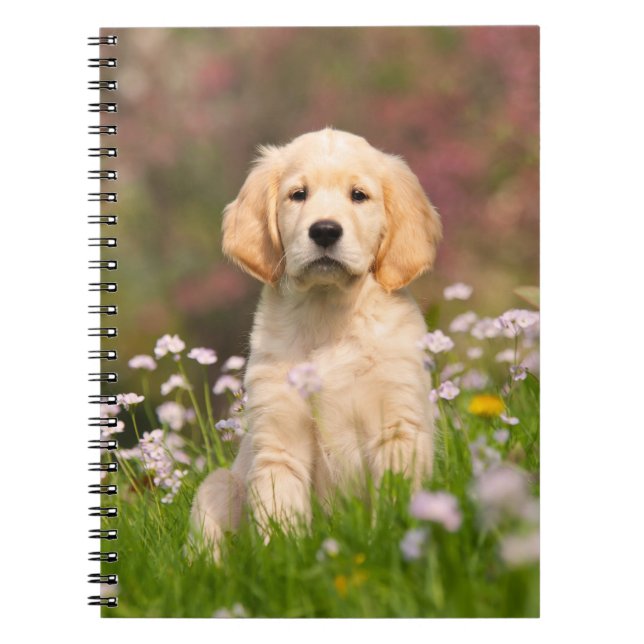 Carnet Golden Retriever chiot un Goldie mignon (Devant)