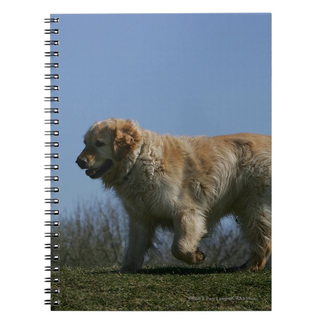 Carnet Golden retriever courant 3 (Devant)