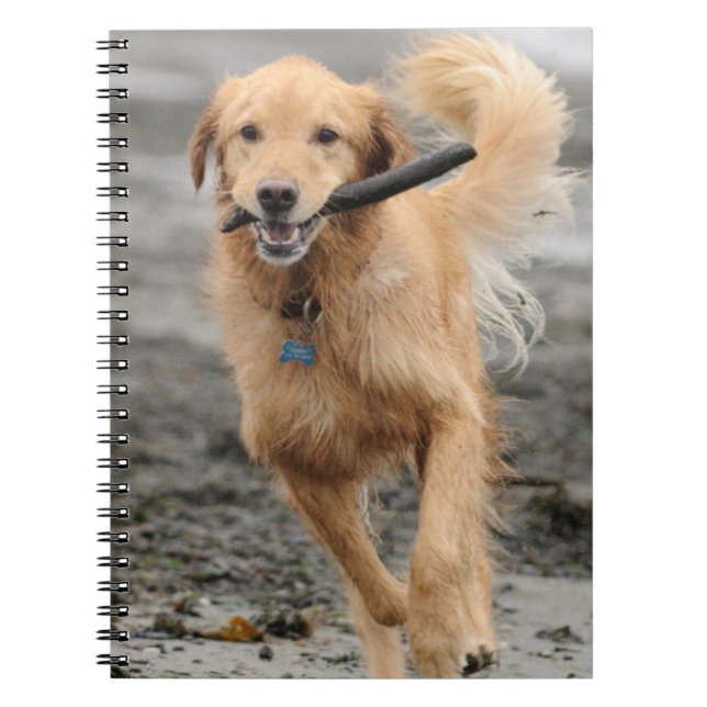 Carnet Golden Retriever Courant Avec Bâton Dans La Bouche (Devant)