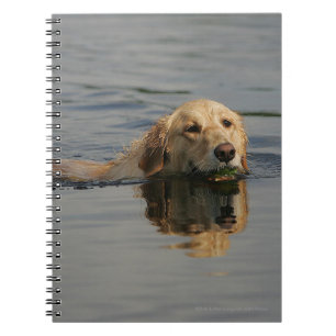 Carnet Golden retriever nageant