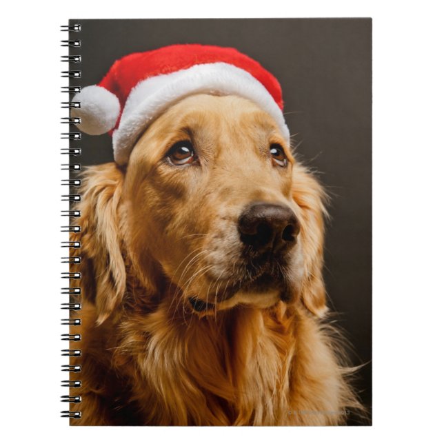 Carnet Golden retriever posant pour son Noël (Devant)