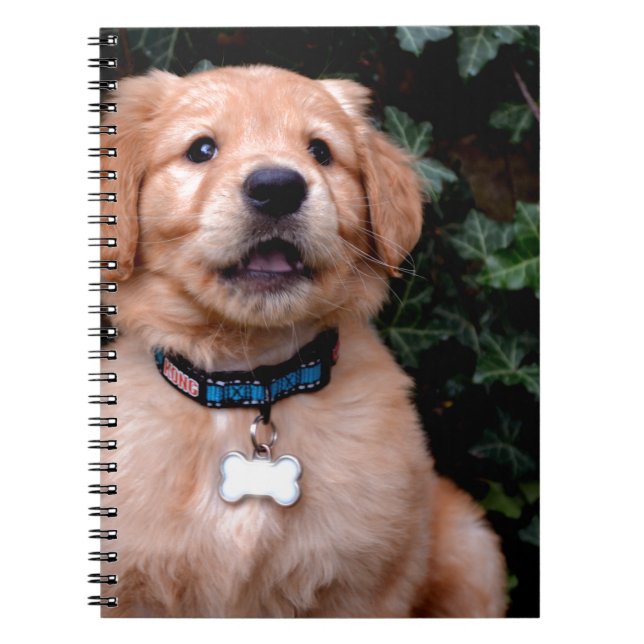 Carnet Golden Retriever Puppy (Devant)