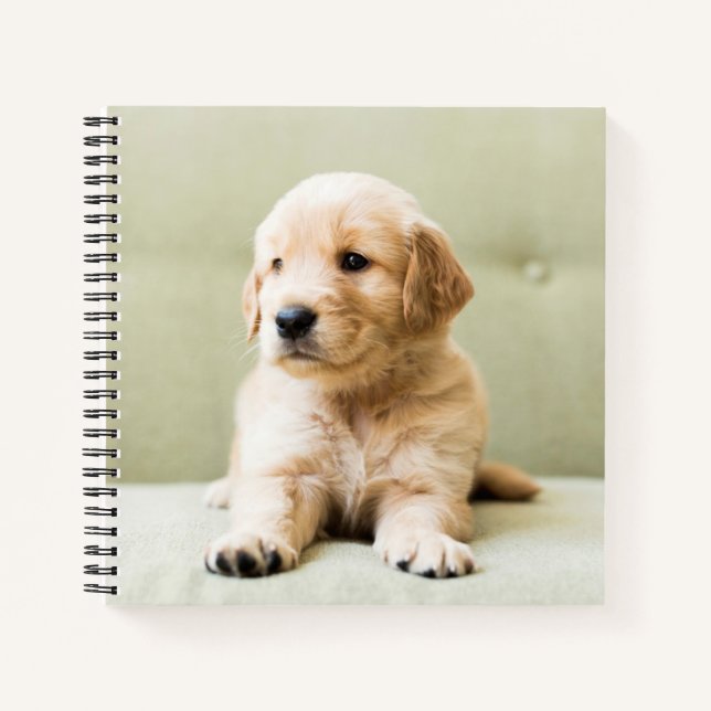 Carnet Golden Retriever Puppy sur canapé (Devant)