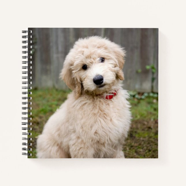 Carnet Goldendoodle Puppy Se Trouve Dans L'Herbe (Devant)