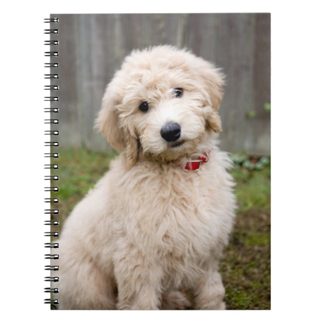 Carnet Goldendoodle Puppy Se Trouve Dans L'Herbe (Devant)