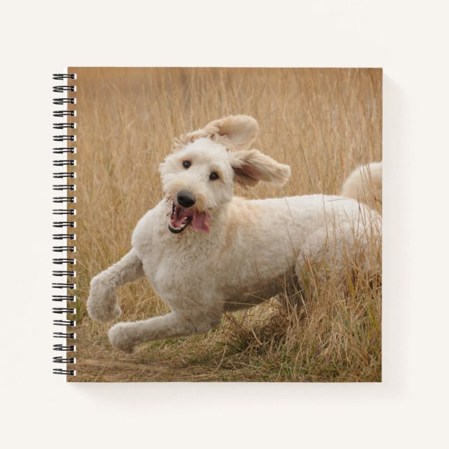 Carnet Goldendoodle Traverse L'Herbe (Devant)