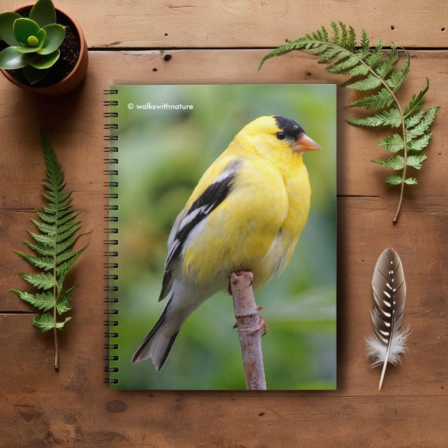 Carnet Goldfinch américain masculin sur le bambou (American Goldfinch on the Bamboo Pole Journal Cover Photo)