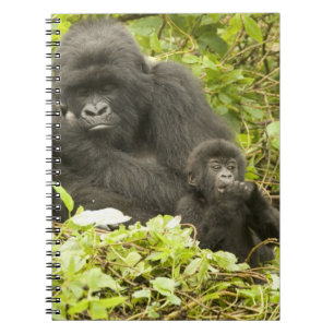 Carnet Gorille des montagnes, Gorilla beringei (anciennem