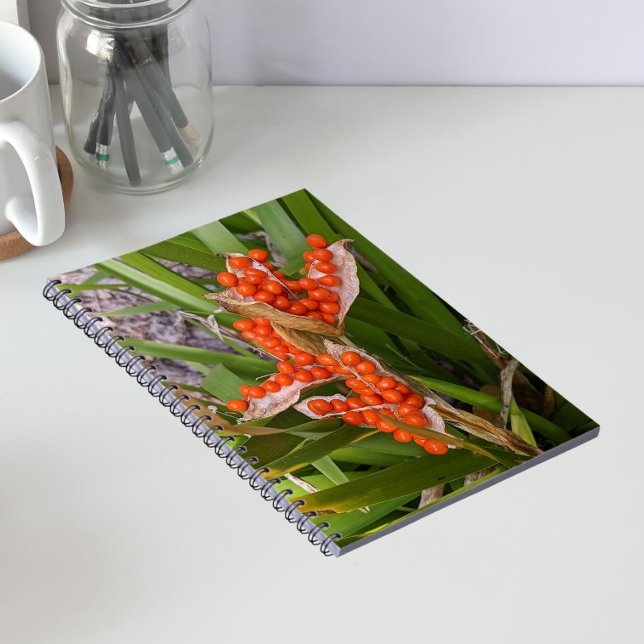 Carnet Gousses de graines d'Iris puant Orange Photo (In Situ)