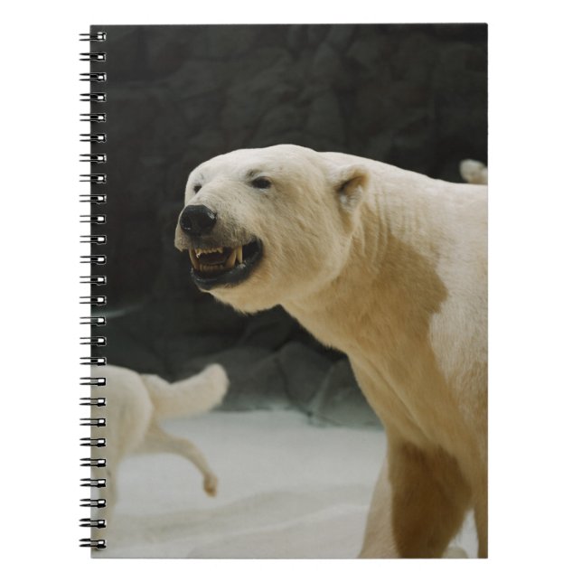 Carnet Graine d'ours polaire (Devant)