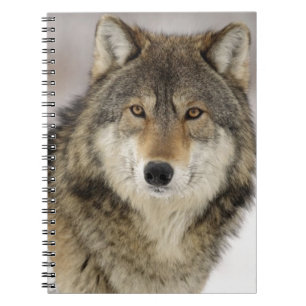 Carnet Grand beau loup gris dans le sauvage