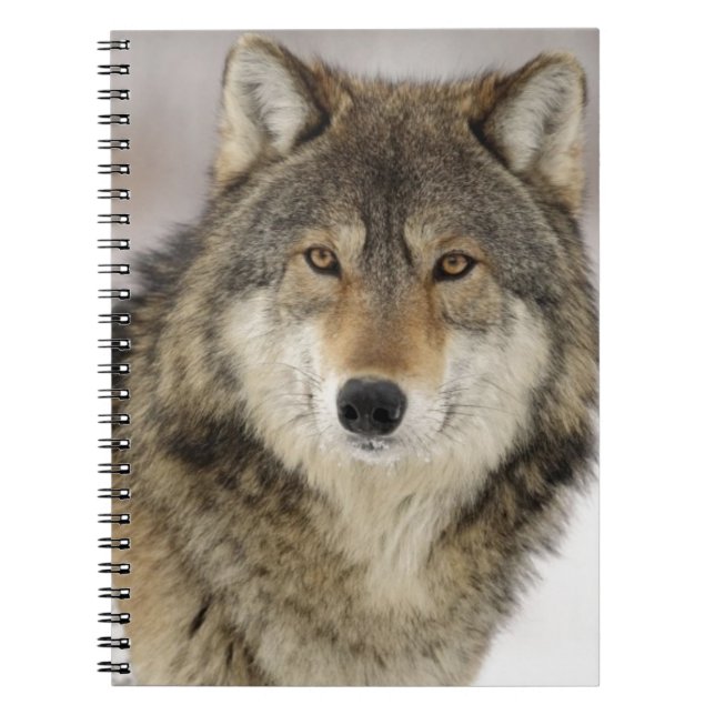 Carnet Grand beau loup gris dans le sauvage (Devant)