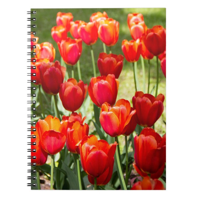 Carnet Grand champ de tulipes rouges (Devant)