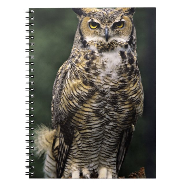 Carnet Grand-duc d'Amérique (Bubo virginianus), corps ent (Devant)