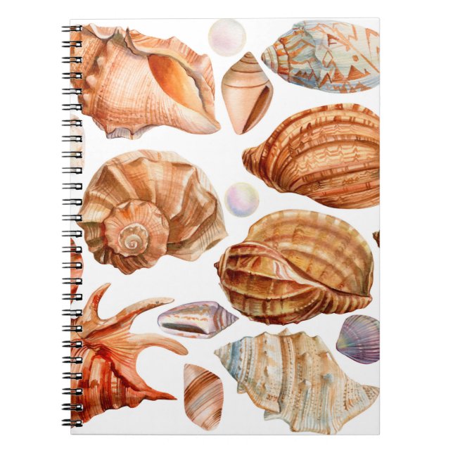 Carnet grand ensemble de coquillages sur un fond blanc is (Devant)