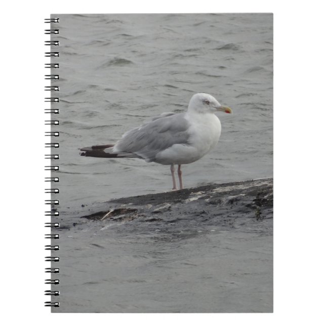 Carnet Grand goéland (Devant)